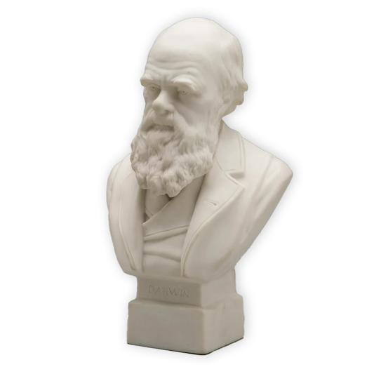 Custom 3D Bust Statue